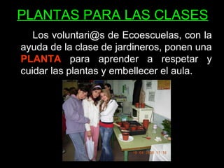 PLANTAS PARA LAS CLASES Los voluntari@s de Ecoescuelas, con la ayuda de la clase de jardineros, ponen una  PLANTA  para aprender a respetar y cuidar las plantas y embellecer el aula. 