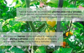 Para el huerto se recomiendan plantas perennes y anuales,
                las cuales son más resistentes y no deben ser plantadas en
                            cada temporada (en el caso de las perennes).




Ejemplos son hiervas como la melisa, la menta y la
ruda, plantas culinarias como el laurel, el orégano, y
el cibulette, y frutas como frutillas y tomates cherry.
 