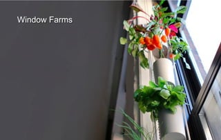 Window Farms
 