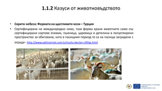 • Скрити небеса: Фермата на щастливите кози – Турция
• Сертифицирана на международно ниво, тази ферма храни животните само със
сертифицирани сортове ечемик, пшеница, царевица и детелина в полуотворени
пространства за обитаване, като в пасищния период те са на пасища заградени с
ограда- http://www.saklicennet.com.tr/mutlu-keciler-ciftligi.html
1.1.2 Казуси от животновъдството
 