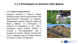 • 1.1.1.3 Видове/Породиживотни
• Видовете животни и техните породи
трябва да бъдат взети под внимание при
биологичното отглеждане на животни.
Подходящите видове животни трябва да
бъдат избрани за отглеждане на
животни на подходящо за тях място.
Например козата Анкара (Тифтик и
Ангора) е най-подходящият вид в
Анадолския регион. Докато Сааненската
коза е подходящ вид за Егейския регион
на Турция, а също и в Германия.
1.1.1 Отглеждане на животни в био-ферми
http://pixabay.com
http://pixabay.com
 