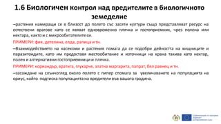 1.6 Биологичен контрол над вредителите в биологичното
земеделие
–растения намиращи се в близост до полето със засяти култури също представляват ресурс на
естествени врагове като се явяват едновременно плячка и гостоприемник, чрез полена или
нектара, кактои с микрообитателитеси.
ПРИМЕРИ: фия, детелина, елда, рапица и тн.
–Взаимодействието на насекоми и растения помага да се подобри дейността на хищниците и
паразитоидите, като им предоставя местообитание и източници на храна такива като нектар,
полен и алтернативни гостоприемници и плячка.
ПРИМЕРИ: кориандър, вратига, глухарче, златна маргарита, папрат, бял равнец и тн.
–засаждане на слънчоглед около полето с пипер спомага за увеличаването на популацията на
ориус, който подтиска популацията на вредители във вашата градина.
 