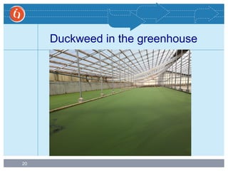 20
Duckweed in the greenhouse
 