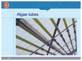 23
Algae tubes
 