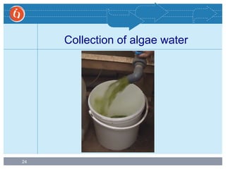 24
Collection of algae water
 