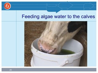 25
Feeding algae water to the calves
 