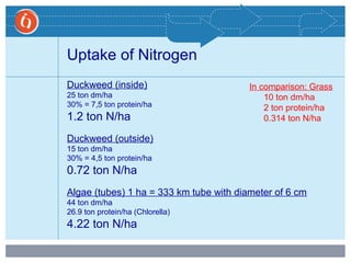 Uptake of Nitrogen
Duckweed (inside)
25 ton dm/ha
30% = 7,5 ton protein/ha
1.2 ton N/ha
Duckweed (outside)
15 ton dm/ha
30% = 4,5 ton protein/ha
0.72 ton N/ha
Algae (tubes) 1 ha = 333 km tube with diameter of 6 cm
44 ton dm/ha
26.9 ton protein/ha (Chlorella)
4.22 ton N/ha
In comparison: Grass
10 ton dm/ha
2 ton protein/ha
0.314 ton N/ha
 