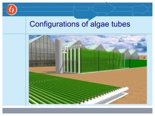 Configurations of algae tubes
 