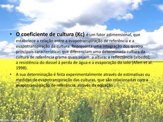 O coeficiente de cultura (Kc)é um fator adimensional, que estabelece a relação entre a evapotranspiração de referência e a evapotranspiração da cultura. Representa uma integração dos quatro principais características que diferenciam uma determinada cultura da cultura de referência grama quais sejam: a altura; a reflectância (albedo); a resistência do dossel à perda de água e a evaporação do solo (Allen et al. 1998).A sua determinação é feita experimentalmente através de estimativas ou medidas de evapotranspiração das culturas, que são relacionadas com a evapotranspiração de referência, através da equação .