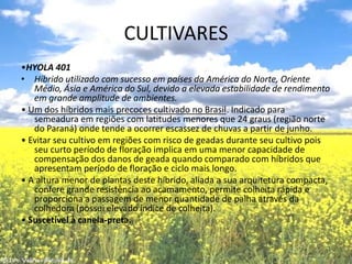 CULTIVARES•HYOLA 401Híbrido utilizado com sucesso em países da América do Norte, Oriente Médio, Ásia e América do Sul, devido a elevada estabilidade de rendimento em grande amplitude de ambientes. • Um dos híbridos mais precoces cultivado no Brasil. Indicado para semeadura em regiões com latitudes menores que 24 graus (região norte do Paraná) onde tende a ocorrer escassez de chuvas a partir de junho.• Evitar seu cultivo em regiões com risco de geadas durante seu cultivo pois seu curto período de floração implica em uma menor capacidade de compensação dos danos de geada quando comparado com híbridos que apresentam período de floração e ciclo mais longo.• A altura menor de plantas deste híbrido, aliada a sua arquitetura compacta, confere grande resistência ao acamamento, permite colheita rápida e proporciona a passagem de menor quantidade de palha através da colhedora (possui elevado índice de colheita).• Suscetível à canela-preta.