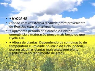 • HYOLA 43Híbrido com resistência à canela-preta proveniente deBrassica rapasspsylvestris.• Apresenta período de floração e ciclo da emergência a maturação pouco mais longo do que Hyola 420.• Altura de plantas: Dependendo da combinação de temperatura e umidade no início do ciclo, podem ocorrer algumas plantas mais altas, sem efeito significativo no rendimento de grãos. 