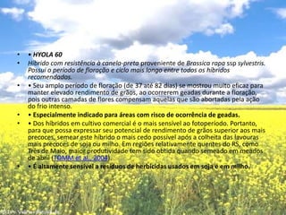 • HYOLA 60Híbrido com resistência à canela-preta proveniente deBrassica rapa sspsylvestris. Possui o período de floração e ciclo mais longo entre todos os híbridos recomendados.• Seu amplo período de floração (de 37 até 82 dias) se mostrou muito eficaz para manter elevado rendimento de grãos, ao ocorrerem geadas durante a floração, pois outras camadas de flores compensam aquelas que são abortadas pela ação do frio intenso.• Especialmente indicado para áreas com risco de ocorrência de geadas.• Dos híbridos em cultivo comercial é o mais sensível ao fotoperíodo. Portanto, para que possa expressar seu potencial de rendimento de grãos superior aos mais precoces, semear este híbrido o mais cedo possível após a colheita das lavouras mais precoces de soja ou milho. Em regiões relativamente quentes do RS, como Três de Maio, maior produtividade tem sido obtida quando semeado em meados de abril (TOMM et al., 2004).• É altamente sensível a resíduos de herbicidas usados em soja e em milho.