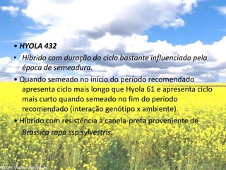 • HYOLA 432Híbrido com duração do ciclo bastante influenciado pela época de semeadura.• Quando semeado no início do período recomendado apresenta ciclo mais longo que Hyola 61 e apresenta ciclo mais curto quando semeado no fim do período recomendado (interação genótipo x ambiente).• Híbrido com resistência à canela-preta proveniente de Brassica rapa sspsylvestris.