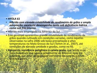• HYOLA 61Híbrido com elevada estabilidade de rendimento de grãos e ampla adaptação: excelente desempenho tanto sob deficiência hídrica como sob frio intenso.• Híbrido mais empregado na América do Sul.• Este genótipo apresentou grande estabilidade de rendimento de grãos quando cultivado em condições variadas, como àquelas observadas na safra 2006 sob baixa precipitação e altas temperaturas no Mato Grosso do Sul (Tommet al., 2007), até condições de elevada umidade e geadas, como no RS.• Apresenta resistência poligênica à canela-preta, que tende a ser mais duradoura que àquela proveniente de Brassica rapa sspsylvestris, por estar associada ao somatório da contribuição de diversos genes.
