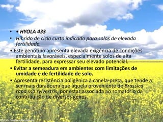 • HYOLA 433Híbrido de ciclo curto indicado para solos de elevada fertilidade.• Este genótipo apresenta elevada exigência de condições ambientais favoráveis, especialmente solos de alta fertilidade, para expressar seu elevado potencial.• Evitar a semeadura em ambientes com limitações de umidade e de fertilidade de solo.• Apresenta resistência poligênica à canela-preta, que tende a ser mais duradoura que àquela proveniente de Brassica rapasspsylvestris, por estar associada ao somatório da contribuição de diversos genes. 