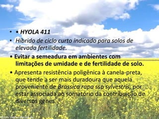 • HYOLA 411Híbrido de ciclo curto indicado para solos de elevada fertilidade.• Evitar a semeadura em ambientes com limitações de umidade e de fertilidade de solo.• Apresenta resistência poligênica à canela-preta, que tende a ser mais duradoura que aquela proveniente de Brassica rapa sspsylvestris, por estar associada ao somatório da contribuição de diversos genes.