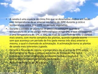 A canola é uma espécie de clima frio que se desenvolve melhor em locais com temperaturas do ar amenas em torno de 20ºC durante o ciclo e temperaturas entre 13 e 22ºC no período vegetativo.Durante o estádio de plântulas os prejuízos começam quando a temperatura do ar no abrigo meteorológico atinge 0ºC, o que corresponde a uma temperatura de -3ºC a -4ºC, ao nível da superfície do solo. O dano é mais severo, com morte completa das plantas, quando a geada ocorre sem que aconteça um período de frio (pelo menos três dias) anterior a mesma, o qual é chamado de aclimatação. A aclimatação torna as plantas de canola mais tolerantes à geada.Durante a floração da canola, a temperatura do ar acima de 27ºC causa abortamento de flores e síliquas em início de formação. Por isso é conveniente evitar semeaduras em épocas tardias e locais que apresentem temperatura elevada na floração.Período de floração de 20 a 30 dias