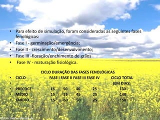 Para efeito de simulação, foram consideradas as seguintes fases fenológicas:Fase I - germinação/emergência; Fase II - crescimento/desenvolvimento; Fase III -floração/enchimento de grãos  Fase IV - maturação fisiológica.                                 CICLO DURAÇÃO DAS FASES FENOLÓGICAS CICLO                         FASE I FASE II FASE III FASE IV            CICLO TOTAL                                                                                                                                  (EM DIAS)PRECOCE                    15         50         40             25                        130MÉDIO                        15         55         45             25                        140TARDIO                       15         60         50             25                        150