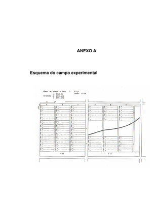 ANEXO A
Esquema do campo experimental
 