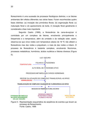 20
florescimento é uma sucessão de processos fisiológicos distintos, e os fatores
ambientais têm efeitos diferentes nas várias fases. Foram reconhecidas quatro
fases distintas: (a) iniciação dos primórdios florais; (b) organização floral; (c)
maturação floral e (d) aparecimento de borla. A iniciação floral geralmente é
considerada a fase mais importante
Segundo Castro (1999), a florescência da cana-de-açúcar é
controlada por um complexo de fatores, envolvendo principalmente o
fotoperíodo e a temperatura, além da umidade e da radiação solar, assim,
observou-se que cinco noites com temperatura abaixo de 18 ºC não afetam a
florescência mas dez noites a prejudicam, e mais de dez noites a inibem. O
processo de florescência é bastante complexo, envolvendo fitocromos,
processos metabólicos, hormônios, ácidos nucléicos e fatores diversos (Figura
5).
LUZ / ESCURO
FOLHAS E COTILÉDONES
ALTO NÍVEL DE FITOCROMO ATIVO
RA
TEMPERATURA
PROCESSOS METABÓLICOS E NÍVEIS HORMONAIS
SÍNTESE OU ATIVAÇÃO DE COMPLEXO TRANSLOCÁVEL AO ÁPICE
T NSLOCAÇÃO DE COMPLEXO CAUSADOR DE FLORESCÊNCIA AO ÁPICE
VERNALIZAÇÃO
INICIAÇÃO DE PRIMÓRDIO FLORAL NO ÁPICE
DESENVOLVIMENTO
DE BOTÕES FLORAIS,
FLORES E FRUTOS
NOVO DNA EM
ALTO NÍVEL
ATIVIDADE METABÓLICA
NO ÁPICE DEPENDENTE
DE LUZ / ESCURO
Figura 5 - Representação esquemática da seqüência de eventos que levam ao
processo de florescimento
Fonte: Castro, 1999
 