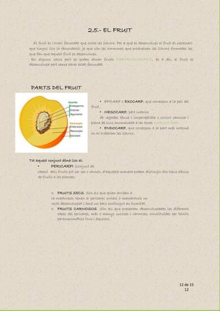 12 de 15
12
2.5.- EL FRUIT
El fruit es l'ovari fecundat que conte les llavors. Per a què es desenvolupi el fruit és necessari
que tingui lloc la fecundació, ja que són les hormones que produeixen les llavors formades les
que fan que aquest fruit es desenvolupi.
En alguns casos però es poden donar fruits PARTENOCÀRPICS, és a dir, el fruit es
desenvolupa però sense haver estat fecundat.
PARTS DEL FRUIT
• EPICARP o EXOCARP, que correspon a la pell del
fruit.
• MESOCARP, part interior
de vegades tènue i imperceptible o sovint carnosa i
plena de sucs anomenada a les hores SARCOCARP.
• ENDOCARP, que correspon a la part més interna
on hi trobarem les llavors.
Tot aquest conjunt dóna lloc al:
• PERICARPI (conjunt de
capes) dels fruits pot ser sec o carnós, d'aquesta manera podem distingir dos tipus bàsics
de fruits a les plantes:
o FRUITS SECS. Són els que quan arriben a
la maduresa, tenen el pericarpi coriaci o membranós no
molt desenvolupat i amb un baix contingut en humitat.
o FRUITS CARNOSOS. Són els que presenten desenvolupades les diferents
capes del pericarpi, més o menys sucoses i carnoses, constituïdes per teixits
parenquimàtics tous i aquosos.
 