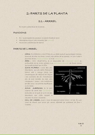 4 de 15
4
2.-PARTS DE LA PLANTA
2.1.- ARRREL
És la part subterrània de la planta.
FUNCIONS
• Es l´encarregada de mantenir la planta fixada al terra.
• Absorbeixen aigua i sals minerals (per osmosi).
• Acumulen substàncies de reserva.
PARTS DE L'ARREL
• CÒFIA, PILORRIZA o CALIPTRA, és un didal endurit que protegeix l'extrem
terminal de totes les arrels i arrels més petites de les plantes. No se'n troba a
les arrels de les plantes paràsites ni a les micorrizes.
• ÀPEX o CON VEGETATIU, és el responsable del creixement apical en
profunditat de les arrels gràcies a un meristema terminal de forma cònica
que queda protegit per la còfia.
• ZONA PILÍFERA o zona dels pèls
absorbents, que són petits filaments
blancs més o menys llargs que
s'encarreguen de l'absorció de l'aigua
i els nutrients del sòl. Normalment
són de poca durada, els més vells
s'assequen i cauen i són substituïts
per pèls nous. Les plantes aquàtiques
no en tenen.
• ZONA SUBEROSA, és la part
superior de l'arrel més lignificada i
endurida, en la qual ja no hi ha pèls
absorbents que s'han assecat a
l'envellir la zona i la planta.
• COLL DE L'ARREL, punt o zona de separació entre l'arrel i la tija. És una
zona de trànsit que sovint pot veure's afectada per problemes de fons i
insectes.
 
