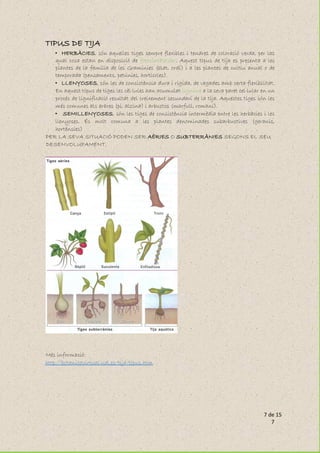 7 de 15
7
TIPUS DE TIJA
• HERBÀCIES, són aquelles tiges sempre flexibles i tendres de coloració verda, per las
qual cosa estan en disposició de fotosintetitzar. Aquest tipus de tija es presenta a les
plantes de la família de les Gramínies (blat, ordi) i a les plantes de cultiu anual o de
temporada (pensaments, petúnies, hortícoles).
• LLENYOSES, són les de consistència dura i rígida, de vegades amb certa flexibilitat.
En aquest tipus de tiges les cèl·lules han acumulat lignina a la seva paret cel·lular en un
procés de lignificació resultat del creixement secundari de la tija. Aquestes tiges són les
més comunes als arbres (pi, alzina) i arbustos (marfull, romaní).
• SEMILLENYOSES, són les tiges de consistència intermèdia entre les herbàcies i les
llenyoses. És molt comuna a les plantes denominades subarbustives (geranis,
hortènsies)
PER LA SEVA SITUACIÓ PODEN SER AÈRIES O SUBTERRÀNIES SEGONS EL SEU
DESENVOLUPAMENT.
Més informació:
http://botanicavirtual.udl.es/tija/tipus.htm
 