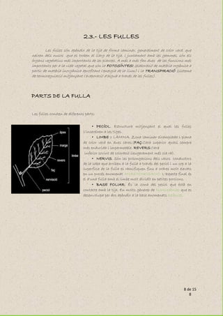 8 de 15
8
2.3.- LES FULLES
Les fulles són apèndix de la tija de forma laminar, generalment de color verd, que
neixen dels nusos que es troben al llarg de la tija, i juntament amb les gemmes, són els
òrgans vegetatius més importants de les plantes. A més a més fan dues de les funcions més
importants per a la vida vegetal que són la FOTOSÍNTESI (elaboració de matèria orgànica a
partir de matèria inorgànica aprofitant l'energia de la llum) i la TRANSPIRACIÓ (sistema
de termoregulació mitjançant l'evaporació d'aigua a través de les fulles).
PARTS DE LA FULLA
Les fulles consten de diferents parts:
• PECÍOL. Estructura mitjançant el qual les fulles
s'insereixen a les tiges.
• LIMBE o LÀMINA. Zona laminar eixamplada i plana
de color verd en dues cares:(FAÇ:Cara superior quasi sempre
més endurida i impermeable. REVERS:Cara
inferior sovint de coloració lleugerament més cla ra).
• NERVIS. Són les prolongacions dels vasos conductors
de la saba que arriben a la fulla a través del pecíol i un cop a la
superfície de la fulla es ramifiquen fins a ordres molt elevats
en un procés anomenat ANASTOMOSACIÓ. L'aspecte final és
el d'una fulla amb el limbe molt dividit en petites porcions.
• BASE FOLIAR. És la zona del pecíol que està en
contacte amb la tija. En molts gèneres de Dicotiledònies que es
desenvolupa per dos apèndix a la base anomenats estípules.
 