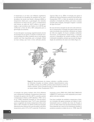 Fenologia da Cana-de-açúcar

A temperatura é um fator com influência significativa
na expressão da dormência em sementes de em canade-açúcar, de acordo com Cesnik e Miocque (2004), a
temperatura ideal para a germinação das sementes
encontram-se na faixa de 25 a 32°C, as temperaturas
mais baixas, ao redor de 18,5°C inibem a sua germinação, o que corrobora com Caieiro et al. (2010) que
verificaram a faixa de 20 a 30ºC adequada para a
germinação de sementes.
A cana-de-açúcar se propaga vegetativamente através
da brotação de suas gemas. O plantio é realizado através de pedaços de colmo, contendo uma ou mais gemas,
constitui uma fase importante, pois a brotação reflete
um bom começo, que trará a área cultivada plantas

vigorosa (Silva et al., 2004). A brotação das gemas é
afetada por fatores intrínsecos e externos. De acordo com
Casagrande (1991), a falta de umidade do solo pode
prejudicar a brotação dos toletes, assim como o excesso
causado pela irrigação, drenagem irregular e acúmulo
de água de chuva.
Em casos de baixa aeração do solo como solos encharcados ou compactados a brotação das gemas pode ocorrer
antes da emissão dos primórdios radiculares em função
da falta de oxigênio. Se houver condições ambientais
favoráveis, principalmente temperatura e umidade,
ocorrerá a emergência do primeiro perfilho; esta fase
é altamente energética, energia que provém da degradação de substâncias de reserva do tolete (Figura 2).

Figura 2. Desenvolvimento do sistema radicular e perfilho primário
em diferentes situações. (a) sistema radicular desenvolvendo-se antes
do perfilho primário, (b) perfilho primário desenvolvendo-se antes do
sistema radicular, “baixa aeração do solo” (c) ambos desenvolvendo-se
ao mesmo tempo. Fonte: Casagrande (1991).
A brotação das gemas também sofre forte influência
com a temperatura ambiente. A temperatura ótima para
brotação das gemas é de 32 a 38°C, e paralisa quando
a temperatura é inferior a 20°C (Barbieri, 1981). Já Liu
et al. (1998), estudando brotação na cana-de-açúcar
verificaram temperatura base 11,6°C como referencial
para o surgimento dos brotos e temperatura ótima entre
28°C e 30°C. Pincelli et al. (2010) verificaram brotação
diferencial entre cultivares de cana-de-açúcar sob baixa
temperatura, entre 16°C e 24°C, onde das 10 cultivares

estudadas, quatro, SP80-1842, SP83-2847, RB855453
e RB867515, mostraram-se mais adaptadas para emergência sob essa condição.
Com boas condições de umidade e temperatura, iniciase a brotação das gemas presentes nos toletes e simultaneamente ocorre a emissão das raízes de fixação a
partir do tolete. Nesta fase de desenvolvimento inicial, o
broto depende das reservas de carboidratos, lipídeos e
proteínas presentes no tolete (Liu et al., 1998). Após 20

10
Tópicos em Ecofisiologia da Cana de Açúcar

_projeto1.indb 10

13/10/10 10:21

 