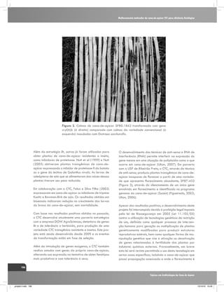 Melhoramento molecular da cana-de-açúcar CTC para eficiência fisiológica

Figura 2. Colmos de cana-de-açúcar SP80-1842 transformada com gene
cryI(A)b (à direita) comparada com colmos da variedade convencional (à
esquerda) inoculados com Diatraea saccharallis.

Além da estratégia Bt, outras já foram utilizadas para
obter plantas de cana-de-açúcar resistentes a inseto,
como inibidores de proteinase. Nutt et al (1999) e Nutt
(2005) obtiveram plantas transgênicas de cana-deaçúcar expressando o inibidor de proteinase II da batata
ou o gene da lectina de Galanthus nivalis. As larvas de
coleópteros de solo que se alimentaram das raízes dessas
plantas tiveram seu peso reduzido.
Em colaboração com o CTC, Falco e Silva Filho (2003)
expressaram em cana-de-açúcar os inibidores de tripsina
Kunitz e Bowman-Birk de soja. Os resultados obtidos em
bioensaio indicaram redução no crescimento das larvas
da broca da cana-de-açúcar, sem mortalidade.
Com base nos resultados positivos obtidos no passado,
o CTC desenvolve atualmente uma parceria estratégica
com a empresa DOW AgroSciences, detentora de genes
Bt e de tolerância a herbicida, para produção de uma
variedade CTC transgênica resistente a insetos. Este projeto está sendo desenvolvido desde 2009 e os eventos
de transformação estão em fase de seleção.
Além da introdução de genes exógenos, o CTC também
realiza estudos com genes da própria cana-de-açúcar,
alterando sua expressão na tentativa de obter fenótipos
mais produtivos e com tolerância à seca.

O desenvolvimento das técnicas de anti-senso e RNA de
interferência (RNAi) permite interferir na expressão do
gene mesmo em uma situação de poliploidia como a que
ocorre em cana-de-açúcar (Ulian, 2007). Em parceria
com a USP de Ribeirão Preto, o CTC, através da técnica
de anti-senso, produziu plantas transgênicas de cana-deaçúcar incapazes de florescer a partir de uma variedade que apresenta florescimento abundante, SP87-432
(Figura 3), através do silenciamento de um único gene
envolvido em florescimento e identificado no programa
genoma da cana-de-açúcar (Sucest) (Figueiredo, 2003;
Ulian, 2006).
Apesar dos resultados positivos, o desenvolvimento deste
projeto foi interrompido devido à proibição legal imposta
pela lei de Biossegurança em 2005 (Lei 11.105/05)
contra a utilização de tecnologias genéticas de restrição
de uso, definida como qualquer processo de intervenção humana para geração ou multiplicação de plantas
geneticamente modificadas para produzir estruturas
reprodutivas estéreis, bem como qualquer forma de manipulação genética que vise à ativação ou desativação
de genes relacionados à fertilidade das plantas por
indutores químicos externos. Provavelmente, em breve
esta lei será revista permitindo o uso desta tecnologia em
certos casos específicos, incluindo a cana-de-açúcar que
possui propagação assexuada e onde o florescimento é

106
Tópicos em Ecofisiologia da Cana de Açúcar

_projeto1.indb 106

13/10/10 10:23

 