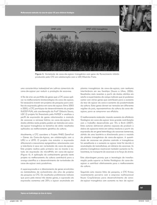 Melhoramento molecular da cana-de-açúcar CTC para eficiência fisiológica

SP87-432

SP87-432 transgênica

Figura 3. Variedade de cana-de-açúcar transgênica com gene de florescimento inibido
produzida pelo CTC em colaboração com a USP, Ribeirão Preto.

uma característica indesejável em cultivos comerciais de
cana-de-açúcar por reduzir a produção de sacarose.
A fim de criar um portfólio de genes que o CTC possa aplicar no melhoramento biotecnológico da cana-de-açúcar,
foi necessário investir em projetos de pesquisa para análise da expressão gênica em cana-de-açúcar. Entre 2003
e 2005, o CTC participou do desenvolvimento do projeto
SUCEST-FUN, sob coordenação da Profª Gláucia Souza,
USP. O projeto foi financiado pela FAPESP e analisou o
perfil de expressão de genes relacionados a acúmulo
de sacarose e estresse hídrico na cana-de-açúcar. Os
dados obtidos neste projeto podem ser testados em canade-açúcar transgênica na tentativa de obter resultados
aplicados ao melhoramento genético da cultura.
Atualmente, o CTC coordena o Projeto FINEP, GenoProt
– Genes da Cana-de-Açúcar, em colaboração com a
UFRJ e a UFPE. O projeto visa estudar a expressão
diferencial e mecanismos epigenéticos relacionados com
a tolerância à seca em variedades de cana-de-açúcar.
Este projeto realiza pela primeira vez no mundo o estudo da expressão de microRNAs em cana-de-açúcar
(Figura 4). A aplicação do conhecimento gerado neste
projeto no melhoramento da cultura contribuirá para o
avanço científico e o desenvolvimento de variedades de
cana-de-açúcar mais produtivas.
A superexpressão e o silenciamento de genes envolvidos
no metabolismo de carboidratos são alvo de projetos
de pesquisa no CTC. Os resultados preliminares indicam
que para pelo menos três destes genes, a supressão da
expressão aumentou até 20% o açúcar acumulado em

plantas transgênicas de cana-de-açúcar, com nenhuma
interferência em seu fenótipo (Souza e Ulian, 2006).
Resultados mais recentes a partir de dados obtidos em
estufa e experimentos de campo indicam que já podemos
contar com vários genes que contribuem para o aumento
do teor de açúcar da cana e aumento da produtividade
da cultura. Estes genes devem ser testados em diferentes
regiões do país, representativas da cultura da cana-deaçúcar, para se comprovar sua eficácia.
O melhoramento molecular visando aumento da eficiência
fisiológica em cana-de-açúcar teve grande contribuição
com o trabalho desenvolvido por Wu e Birch (2007).
Estes autores obtiveram plantas capazes de produzir o
dobro de açúcares totais em colmos maduros a partir da
expressão de um gene heterólogo da sacarose isomerase,
obtido de uma bactéria e direcionado para o vacúolo
de plantas transgênicas de cana-de-açúcar. A quantidade de sacarose em plantas controle e transgênicas
foi semelhante e o aumento no açúcar total foi devido à
acumulação de isomaltulose, um isômero da sacarose. As
plantas transgênicas mostraram também aumento na fotossíntese, no transporte de sacarose e na força do dreno.
Esta abordagem provou que a tecnologia de transformação pode superar os limites fisiológicos da cana-deaçúcar e contribuir efetivamente para o melhoramento
da cultura.
Seguindo esta mesma linha de pesquisa, o CTC firmou
recentemente parceira com a empresa multinacional
Bayer CropSciences para desenvolvimento de canade-açúcar transgênica com aumento no teor de açúcar
107

Tópicos em Ecofisiologia da Cana de Açúcar

_projeto1.indb 107

13/10/10 10:23

 