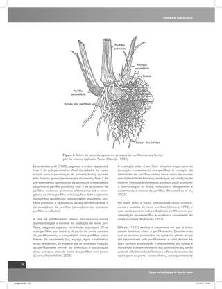 Fenologia da Cana-de-açúcar

Perfilho
primário

Perfilho
secundário
Tolete

Perfilho
secundário
Raízes dos perfilhos

Raízes dos toletes
Figura 3. Tolete de cana-de-açúcar em processo de perfilhamento e formação do sistema radicular. Fonte: Dillewijn (1952).
Bezuidenhou et al. (2003), seguindo a ordem sequencial,
fase 1 de pré-germinativo (final da colheita da muda
e início para a germinação do primeiro broto), durante
esta fase as gemas permanecem dormentes; fase 2 de
pré-emergência (germinação de gemas até a emergência
do primeiro perfilho primário); fase 3 de surgimento de
perfilhos primários (primeiros afilhamentos até a emergência do último perfilho primário); fase 4 de surgimento
de perfilhos secundários (aparecimento dos últimos perfilhos primários à senescência desses perfilhos),e fase 5
de senescência de perfilhos (senescência dos primeiros
perfilhos à colheita).
A fase de perfilhamento intenso das touceiras ocorre
quando atingem o máximo da produção de novos perfilhos, chegando algumas variedades a produzir 20 ou
mais perfilhos por touceira. A partir do ponto máximo
de perfilhamento, a competição entre perfilhos pelos
fatores de crescimento (luz, espaço, água e nutrientes)
torna-se elevada, de maneira que se constata a redução
do perfilhamento através da diminuição e paralização
desse processo, além de morte dos perfilhos mais jovens
(Castro; Christofoletti, 2005).

A radiação solar é um fator climático importante na
formação e crescimento dos perfilhos. A variação da
densidade de perfilhos nestas fases varia de acordo
com a intensidade luminosa, sendo que, em condições de
maiores intensidades luminosas a cultura pode promover
a foto-oxidação do ápice, reduzindo o alongamento e
aumentando o número de perfilhos (Bezuidenhou et al.,
2003).
Por outro lado, a baixa luminosidade reduz drasticamente a emissão de novos perfilhos (Câmara, 1993), o
auto-sombreamento induz inibição do perfilhamento por
competição intraespecífica e acelera o crescimento do
colmo principal (Rodrigues, 1995).
Dillewjn (1952) explica o mecanismo em que a intensidade luminosa afeta o perfilhamento. Considerando
que as auxinas produzidas no apice da planta é que
são responsáveis pelo perfilhamento e estas descem em
fluxo continuo promovendo o alongamento dos colmos e
impedindo o desenvolvimento das gemas laterais, sendo
que sob alta intensidade luminosa o fluxo de auxinas do
apice para as partes basais diminui, consequentemente

12
Tópicos em Ecofisiologia da Cana de Açúcar

_projeto1.indb 12

13/10/10 10:21

 