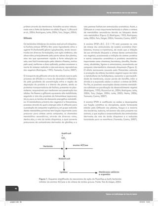 Uso de maturadores com ou sem misturas

prótons através da membrana. Acredita-se estar relacionado com a falta de lipídeos na célula (Figura 1) (Rizzard
et al., 2004; Rodrigues; Leite, 2004; Taiz; Zeiger, 2004).
Glifosato
Os herbicidas inibidores da enzima enol-piruvil-chiquimato-fosfato-sintase (EPSPs) têm como ingrediente ativo o
agente N-(fosfometil) glicina (glyphosate), sendo encontrados em diversas formulações, com ação sistêmica, são
absorvidos principalmente pela parte aérea das plantas,
uma vez que apresentam rápida e forte adsorção ao
solo, com fácil translocação pelo xilema e floema, motivo
pelo qual, conforme a dose aplicada, podem ocasionar a
morte do sistema radicular e das estruturas reprodutivas
dos vegetais (Rodrigues, 1995; Yamada; Castro, 2007).
O transporte de glifosato através da cutícula ocorre pelo
processo de difusão e a taxa de absorção é influenciada pelo gradiente de concentração entre a região de
deposição do produto e o interior da planta, sendo as
proteínas transportadoras de fosfato, presentes na plasmalema, responsáveis por mediarem sua penetração nas
células. No floema o glifosato apresenta alta mobilidade,
seguindo a rota dos produtos da fotossíntese (açúcares),
isto é, para os tecidos de demanda energética metabólica. O metabolismo primário dos vegetais é a fotossíntese,
processo através do qual a energia solar é utilizada para
a produção de compostos orgânicos e, um grupo reduzido
destes metabólitos primários tem função importante como
precursor para síntese outros compostos, os chamados
metabólitos secundários, através de diversas rotas,
dentre elas, a rota do ácido chiquímico, a qual converte
precursores de carboidratos derivados da glicólise, e a

rota pentose fosfato em aminoácidos aromáticos. Assim, o
Glifosato é o mais importante herbicida a afetar a síntese
de metabólitos secundários devido ao bloqueio desta
rota metabólica (Figura 2) (Rodrigues, 1995; Rodrigues;
Leite, 2004; Taiz; Zeiger, 2004; Yamada; Castro, 2007).
A enzima EPSPs (E.C. 2.5.1.19) está presente na rota
de síntese dos aminoácidos de cadeia aromática (fenilalanina, tirosina e triptofano), de modo que a inibição
de sua atividade bloqueia a síntese destes aminoácidos
nos vegetais, ocasionando a inibição da síntese protéica
e outros compostos aromáticos e produtos secundários
importantes como vitaminas, hormônios, clorofila, fitoalexinas, alcalóides, lignina e antocianinas, acumulando um
composto intermediário chamado chiquimato (Figura 2).
O efeito estressante causado pela fitotoxidez estimula
a produção de etileno, hormônio vegetal capaz de inibir
o metabolismo de fosfolipídeos, aumentar a permeabilidade da membrana, causar perda de clorofila, inibir a
divisão e a expansão celular e reduzir a síntese de DNA.
Por fim, as possíveis associações destes eventos metabólicos culminam na paralisação do desenvolvimento vegetal
(Rodrigues, 1995; Rizzard et al., 2004; Rodrigues; Leite,
2004; Taiz; Zeiger, 2004; Leite, 2005; Netto, 2006;
Yamada; Castro, 2007).
A enzima EPSPs é codificada no núcleo e desempenha
sua função catalítica no cloroplasto, sendo fortemente
inibida pelo Glifosato nas plantas, fungos e a maioria
das bactérias; todavia, tal enzima não está presente nos
animais, o que explica a essencialidade dos aminoácidos
derivados da rota do ácido chiquímico e a reduzida
toxicidade para os mamíferos (Yamada; Castro, 2007).

Acetil-coA
+
CO2
enzima ACCase

Herbicida

Malonil-coA

Lipídeos

Membranas celulares
e organelas

Figura 1. Esquema simplificado do mecanismo de ação do Fluazifop-p-butil, herbicida
inibidor da enzima ACCase e da síntese de ácidos graxos. Fonte: Taiz & Zeiger, 2004.
96
Tópicos em Ecofisiologia da Cana de Açúcar

_projeto1.indb 96

13/10/10 10:23

 