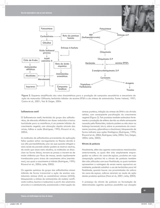 Uso de maturadores com ou sem misturas

Fotossíntese
Carboidratos

Fotossíntese
Rota da pentase
fostato

PEP
(fosfoenolpiruvato)

Eritrose-4-P

Glicálise
Ácido fosfoenol
pirúvico

Eritrose-4-fosfato
Chiquimato

Acetil
coenzima A

Ciclo de Krebs

Chiquimato-3-P
Rota do ácido
ciquímico

Aminoácidos
alifáticos

enzima EPSPs

Herbicida

5-enolpiruvilchiquimato-3-P
Aminoácidos
aromáticos

Alcalóides

Corismato

Mevalonato
Isoprenos

Compostos
fenólicos

Triptofano
Fenilalanina

Arogeno
Tirosina

Figura 2. Esquema simplificado das rotas biossintéticas para a produção de compostos secundários e mecanismo de
ação do maturador Glifosato, herbicida inibidor da enzima EPSPs e da síntese de aminoácidos. Fonte: Ireland, 1997;
Castro et al., 2001; Taiz & Zeiger, 2004.

Sulfometuron metil
O Sulfometuron metil, herbicida do grupo das sulfoniluréias, de elevada eficiência em doses reduzidas e baixa
toxicidade para os mamíferos, é um potente inibidor do
crescimento vegetal, com absorção rápida através das
raízes, folhas e caule (Rodrigues, 1995; Rizzard et al.,
2004).
As moléculas de sulfoniluréias provenientes da aplicação
foliar podem sofrer carregamento no floema devido à
sua alta permeabilidade, uma vez que quando atingem o
meio ácido da parede celular podem se mostrar neutras,
de modo que nesse meio alcalino, as moléculas se dissociam na forma iônica, tornam-se presas e movem-se de
modo sistêmico por fluxo de massa, sendo rapidamente
translocadas para áreas de crescimento ativo (meristemas), nas quais o crescimento é inibido (Rodrigues, 1995;
Rizzard et al., 2004; Leite, 2005).
Os agentes químicos do grupo das sulfoniluréias atuam
inibindo de forma irreversível a ação da enzima acetolactato sintase (ALS) ou acetohidroxi sintase (AHAS),
bloqueando a síntese de aminoácidos de cadeia ramificada (valina, leucina e isoleucina) a partir dos substratos
piruvato e α-cetobutarato, ocasionando a interrupção da

síntese protéica, inibição da síntese de DNA e da divisão
celular, com conseqüente paralisação do crescimento
vegetal (Figura 3). Tais produtos também estimulam fortemente a produção de etileno devido ao efeito estressante
causado pela fitotoxidez, todavia podem ou não atuar no
balanço hormonal, isto é, sobre os promotores do crescimento (auxinas, giberelinas e citocininas), bloqueando de
forma indireta suas ações fisiológicas (Rodrigues, 1995;
Rizzard et al., 2004; Rodrigues; Leite, 2004; Taiz; Zeiger,
2004; Leite, 2005).
Nitrato de potássio
Atualmente, além dos agentes maturadores mencionados
anteriormente, os quais têm sido amplamente empregados na cultura da cana-de-açúcar, produtos em cuja
composição química há o nitrato de potássio também
têm sido utilizados com essa finalidade, os quais também
apresentam a vantagem de serem menos agressivos ao
ambiente, podendo substituir o uso de herbicidas para tal
finalidade, quando houver nas proximidades da cultura
da cana-de-açúcar, culturas sensíveis ao modo de ação
destes produtos químicos (Haro et al., 2001; Leite, 2005).
A presença do nitrato de potássio na formulação de
determinados agentes químicos possibilita sua atuação
97

Tópicos em Ecofisiologia da Cana de Açúcar

_projeto1.indb 97

13/10/10 10:23

 