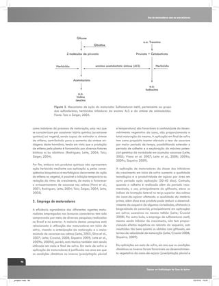 Uso de maturadores com ou sem misturas

Glicose

a.a. Treonina

Glicólise
2 moléculas de piruvato

Piruvato + Cetobutirato

enzima acetolactato sintase (ALS)

Herbicida

Herbicida

Acetolactato
a.a.
Isolcucina
a.a.
Valina
Leucina
Figura 3. Mecanismo de ação do maturador Sulfometuron metil, pertencente ao grupo
das sulfoniluréias, herbicidas inibidores da enzima ALS e da síntese de aminoácidos.
Fonte: Taiz e Zeiger, 2004.

como indutores do processo de maturação, uma vez que
se caracterizam por ocasionar injúria química (ou estresse
químico) ao vegetal, sendo capaz de estimular a síntese
de etileno, contribuindo para o aumento da síntese endógena deste hormônio, tendo em vista que a produção
de etileno pela planta é favorecida por diversos fatores
bióticos e/ou abióticos (Rodrigues; Leite, 2004; Taiz;
Zeiger, 2004).
Por fim, embora tais produtos químicos não apresentem
ação herbicida mediante sua aplicação e, pelas conseqüências bioquímicas e morfológicas decorrentes da ação
do etileno no vegetal, é possível a inibição temporária ou
redução do ritmo de crescimento, de modo a favorecer
o armazenamento de sacarose nos colmos (Haro et al.,
2001; Rodrigues; Leite, 2004; Taiz; Zeiger, 2004; Leite,
2005).

3.	Emprego de maturadores
A eficiência agronômica dos diferentes agentes maturadores empregados nas lavouras canavieiras tem sido
comprovada por meio de diversas pesquisas realizadas
no Brasil e no exterior. A maioria destas pesquisas está
relacionada à utilização dos maturadores em início de
safra, visando a antecipação da maturação e o maior
acúmulo de sacarose nos colmos (Leite, 2005; Silva et al.,
2007; Leite; Crusciol, 2008; Siqueira 2009; Leite et al.,
2009b; 2009d), porém, esta técnica também vem sendo
utilizada em meio e final de safra. Em meio de safra a
aplicação de maturadores é justificada nos anos em que
as condições climáticas no inverno (precipitação pluvial

e temperatura) são favoráveis à continuidade do desenvolvimento vegetativo da cana, não proporcionando a
total maturação da mesma. A aplicação em final de safra
tem como propósito manter elevado o teor de sacarose
por maior período de tempo, possibilitando estender o
período de colheita e a exploração do máximo potencial genético da variedade em acumular sacarose (Leite,
2005; Viana et al. 2007; Leite et al., 2008; 2009a;
2009c; Siqueira 2009).
A aplicação de maturadores da classe dos inibidores
do crescimento em início de safra aumenta a qualidade
tecnológica e a produtividade de açúcar por área em
curto período após aplicação (30-40 dias). Contudo,
quando a colheita é realizada além do período recomendado, o uso, principalmente do glifosato, eleva os
índices de brotação lateral no terço superior dos colmos
da cana-de-açúcar afetando a qualidade da matéria
prima, além disso esse produto pode reduzir o desenvolvimento da soqueira de algumas variedades, afetando a
longevidade do canavial, principalmente em aplicações
em safras sucessivas no mesmo talhão (Leite; Crusciol
2008). Por outro lado, o emprego de sulfometuron metil,
mesmo sendo inibidor de crescimento, não tem proporcionado efeitos negativos na rebrota da soqueira, com
resultados tão bons quanto os obtidos com glifosato, em
termos de velocidade de maturação (Leite; Crusciol 2008;
Siqueira, 2009).
Em aplicações em meio de safra, em ano que as condições
climáticas no inverno foram favoráveis ao desenvolvimento vegetativo da cana-de-açúcar (precipitação pluvial e

98
Tópicos em Ecofisiologia da Cana de Açúcar

_projeto1.indb 98

13/10/10 10:23

 