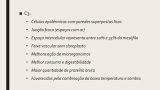 ■ C3:
• Células epidérmicas com paredes superpostas lisas
• Junção fraca (espaços com ar)
• Espaço intercelular representa entre 10% e 35% do mesófilo
• Feixe vascular sem cloroplasto
• Melhora ação de microrganismos
• Melhor consumo e digestibilidade
• Maior quantidade de proteína bruta
• Favorecidas pela combinação da baixa temperatura e sombra
 