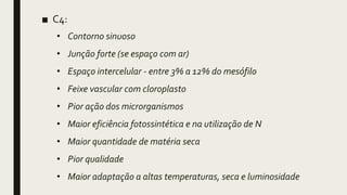■ C4:
• Contorno sinuoso
• Junção forte (se espaço com ar)
• Espaço intercelular - entre 3% a 12% do mesófilo
• Feixe vascular com cloroplasto
• Pior ação dos microrganismos
• Maior eficiência fotossintética e na utilização de N
• Maior quantidade de matéria seca
• Pior qualidade
• Maior adaptação a altas temperaturas, seca e luminosidade
 