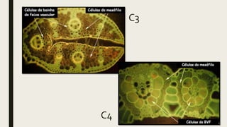 C3
C4
 