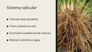 Sistema radicular
■ Total de raízes da planta
■ Fixam a planta ao solo
■ Acumulam substâncias de reservas
■ Retiram nutrientes e água
 
