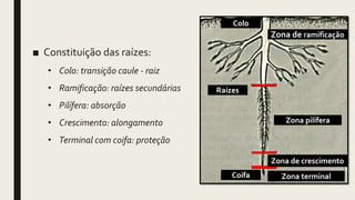 ■ Constituição das raízes:
• Colo: transição caule - raiz
• Ramificação: raízes secundárias
• Pilífera: absorção
• Crescimento: alongamento
• Terminal com coifa: proteção
Zona de ramificação
Zona pilífera
Zona de crescimento
Zona terminal
Colo
Coifa
Raízes
 