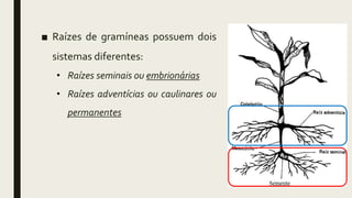 ■ Raízes de gramíneas possuem dois
sistemas diferentes:
• Raízes seminais ou embrionárias
• Raízes adventícias ou caulinares ou
permanentes
 