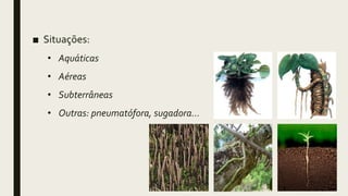 ■ Situações:
• Aquáticas
• Aéreas
• Subterrâneas
• Outras: pneumatófora, sugadora...
 
