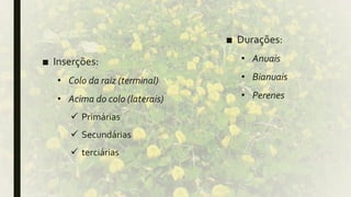 ■ Inserções:
• Colo da raiz (terminal)
• Acima do colo (laterais)
 Primárias
 Secundárias
 terciárias
■ Durações:
• Anuais
• Bianuais
• Perenes
 