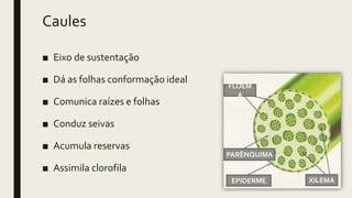Caules
■ Eixo de sustentação
■ Dá as folhas conformação ideal
■ Comunica raízes e folhas
■ Conduz seivas
■ Acumula reservas
■ Assimila clorofila
FLOEM
A
XILEMA
PARÊNQUIMA
EPIDERME
 