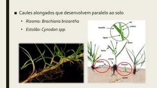 ■ Caules alongados que desenvolvem paralelo ao solo
• Rizoma: Brachiaria brizantha
• Estolão: Cynodon spp.
 