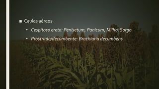 ■ Caules aéreos
• Cespitoso ereto: Penisetum, Panicum, Milho, Sorgo
• Prostrado/decumbente: Brachiaria decumbens
 