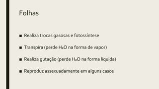 Folhas
■ Realiza trocas gasosas e fotossíntese
■ Transpira (perde H2O na forma de vapor)
■ Realiza gutação (perde H2O na forma liquida)
■ Reproduz assexuadamente em alguns casos
 