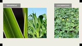 GRAMÍNEAS LEGUMINOSAS
 