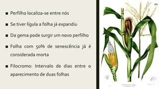 ■ Perfilho localiza-se entre nós
■ Se tiver lígula a folha já expandiu
■ Da gema pode surgir um novo perfilho
■ Folha com 50% de senescência já é
considerada morta
■ Filocromo: Intervalo de dias entre o
aparecimento de duas folhas
 