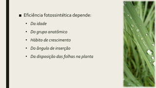 ■ Eficiência fotossintética depende:
• Da idade
• Do grupo anatômico
• Hábito de crescimento
• Do ângulo de inserção
• Da disposição das folhas na planta
 